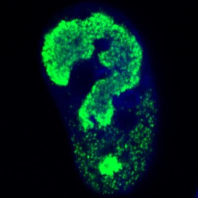 Cover image for research topic "Cytomegalovirus Pathogenesis and Host Interactions"