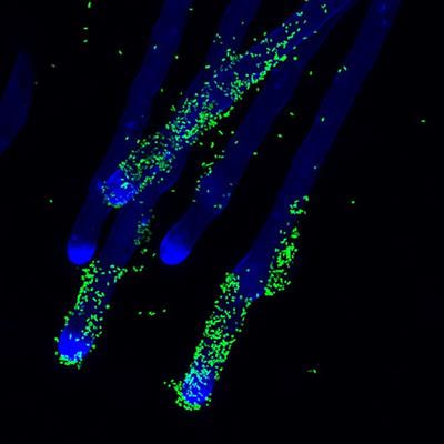 Cover image for research topic "Multilateral Interactions In The Rhizosphere"
