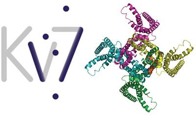 Cover image for research topic "Kv7 Channels: Structure, Physiology and Pharmacology"