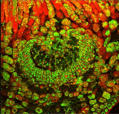 Cover image for research topic "Nitric Oxide in Plants"