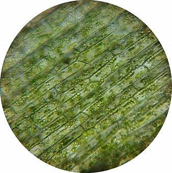 Cover image for research topic "Plant Cell Polarity"