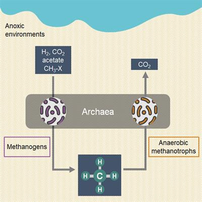 Cover image for research topic "Synthetic Nucleic Acids for Expanding Genetic Codes and Probing Living Cells"