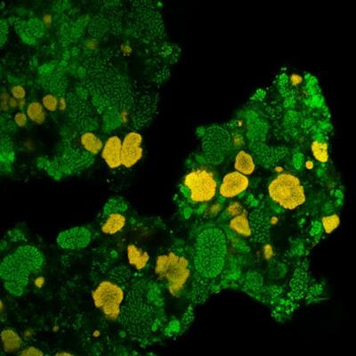 Cover image for research topic "Ecology and Physiology of Nitrification"