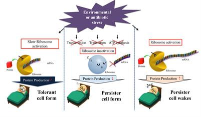 Cover image for research topic "Molecular Mechanisms of Bacterial Clinical Pathogens Tolerance and Persistence Under Stress Conditions: Tolerant and Persister Cells."