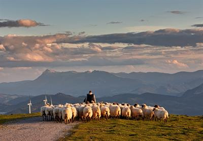 Cover image for research topic "Grazing in Future Multi-scapes: From Thoughtscapes to Landscapes, Creating Health from the Ground Up"