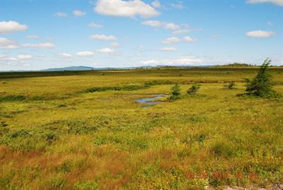 Cover image for research topic "Wetland Ecology and Biogeochemistry Under Natural and Human Disturbance"