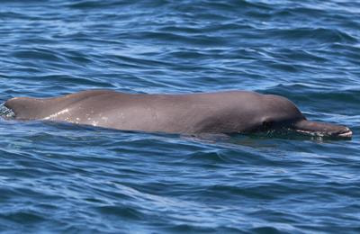 Cover image for research topic "Small Cetacean Conservation: Current Challenges and Opportunities"