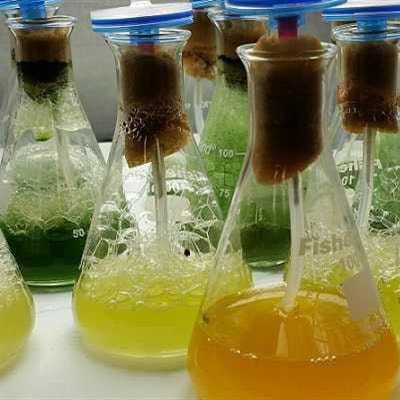 Cover image for research topic "Exploring the Growing Role of Cyanobacteria in Industrial Biotechnology and Sustainability"