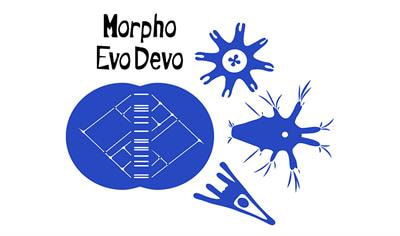 Cover image for research topic "MorphoEvoDevo: A Multilevel Approach to Elucidate the Evolution of Metazoan Organ Systems"