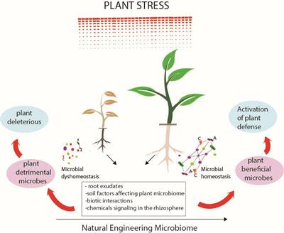 Cover image for research topic "Engineering Microbiomes for Plant Performance"