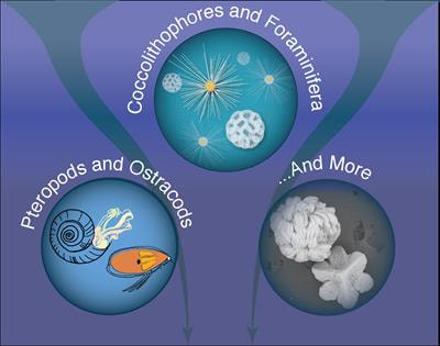 Cover image for research topic "Main Drivers Regulating the Ocean Carbonate Production and Export"