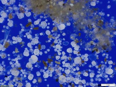 Cover image for research topic "The Oceanic Particle Flux and its Cycling Within the Deep Water Column"