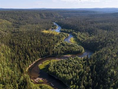 Cover image for research topic "North Temperate and Boreal Forest Disturbances: The Challenges of Growing in the North"