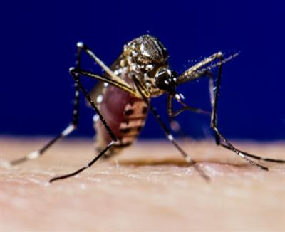 Cover image for research topic "Dengue-Associated Vasculopathy: Pathogenesis and Potential Therapeutics"