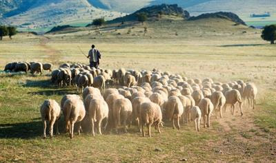 Cover image for research topic "Livestock Production and the Functioning of Agricultural Ecosystems: Volume I"