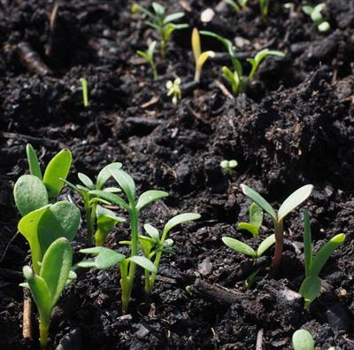 Cover image for research topic "Plant Root Interaction with Associated Microbiomes to Improve Plant Resiliency and Crop Biodiversity"