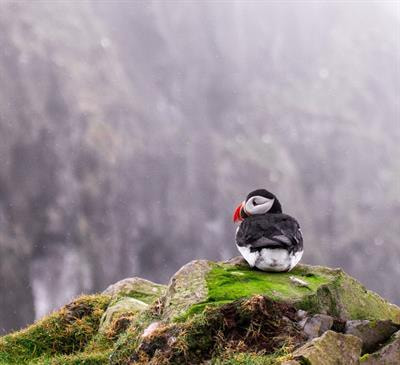 Cover image for research topic "The Impact of Weather on the Behavior and Ecology of Birds"