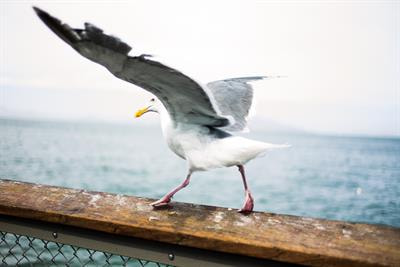 Cover image for research topic "Vagrancy, Exploratory Behavior and Colonization by Birds: Escape from Extinction?"