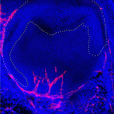 Cover image for research topic "Contemporary Models in Ectodermal Organ Development, Maintenance and Regeneration"