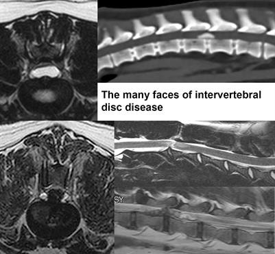 Cover image for research topic "Canine Intervertebral Disc Disease: The Current State of Knowledge"