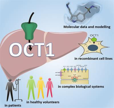 Cover image for research topic "Organic Cation Transporter 1 (OCT1): Not Vital for Life, but of Substantial Biomedical Relevance"