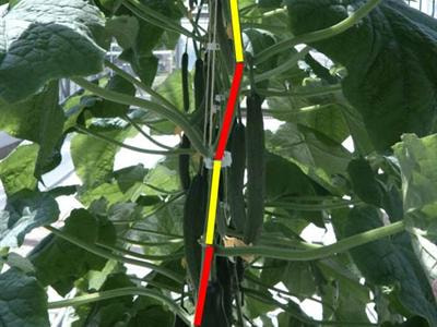 Cover image for research topic "Virtual plants: Modeling plant architecture in changing environments"