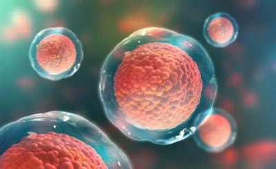 Cover image for research topic "Transcriptional Regulation of Hematopoietic Stem Cells"