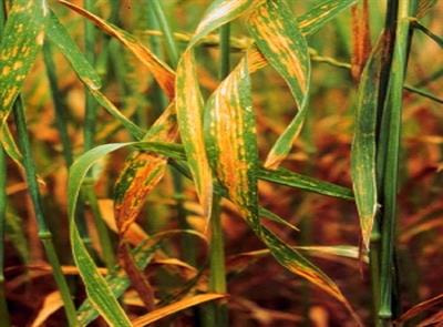 Cover image for research topic "Fungal Wheat Diseases: Etiology, Breeding, and Integrated Management"