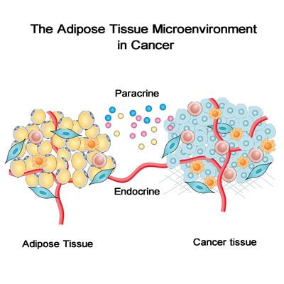 Cover image for research topic "The Adipose Tissue Microenvironment in Cancer: Molecular Mechanisms and Targets for Treatment"