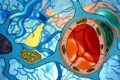 Cover image for research topic "Organization and Functional Properties of the Blood Brain Barrier"