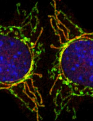 Cover image for research topic "Mitochondria in Stem Cell Regulation"