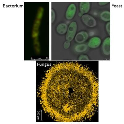 Cover image for research topic "Physiology, Application, and Bioengineering of Oleaginous Microorganisms"
