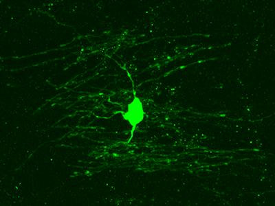 Cover image for research topic "The ventricular-subventricular zone: a source of oligodendrocytes in the adult brain"