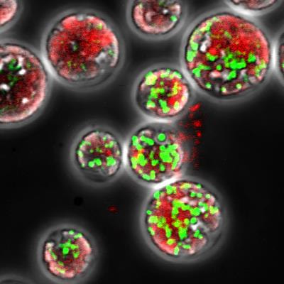 Cover image for research topic "Lipid Metabolism in Development and Environmental Stress Tolerance for Engineering Agronomic Traits"