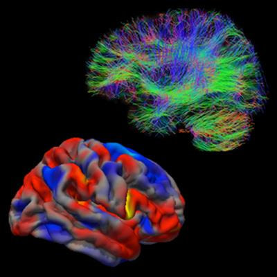 Cover image for research topic "Understanding the Link Between the Developing Brain and Behavior in Adolescents"