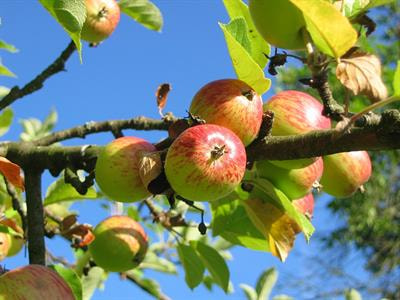 Cover image for research topic "Functional Genomics in Fruit Trees: from ‘Omics to Sustainable Biotechnologies"