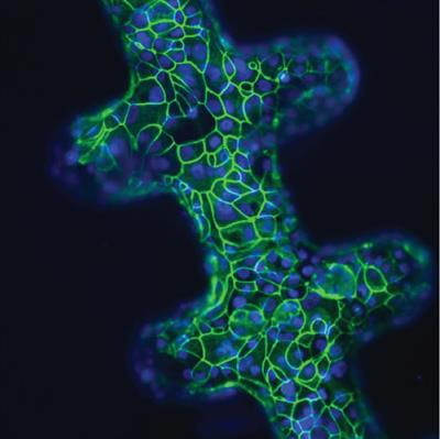 Cover image for research topic "Innovative In Vitro Models for Pulmonary Physiology and Drug Delivery in Health and Disease"