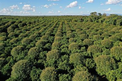 Cover image for research topic "Intercropping Systems in Sustainable Agriculture"