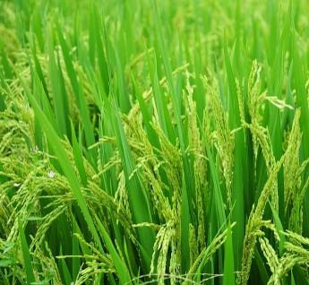 Cover image for research topic "Reproductive Barriers and Gene Introgression in Rice Species"
