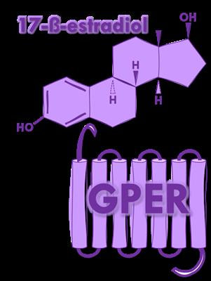 Cover image for research topic "GPER and Human Pathologies"