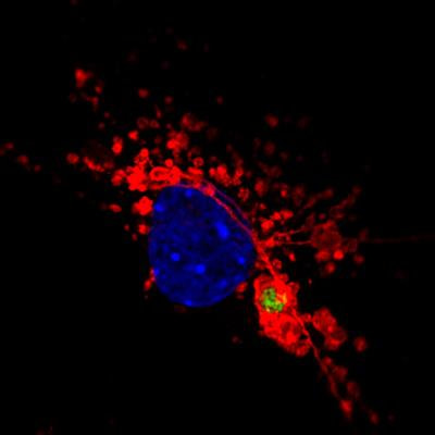 Cover image for research topic "Bacterial Effectors as Drivers of Human Disease: Models, Methods, Mechanisms"