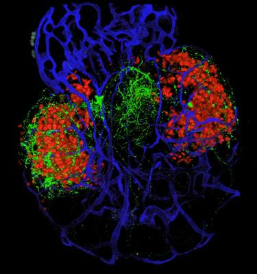 Cover image for research topic "Plasticity in the Vertebrate Pituitary, Including Regulatory Mechanisms"