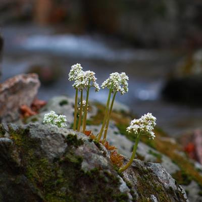 Cover image for research topic "Rocks, Plants and Microbes"