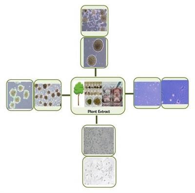 Cover image for research topic "Directing Stem Cell Fate Using Plant Extracts and their Bioactive Compounds"