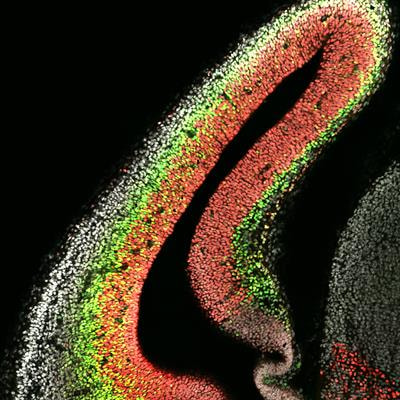 Cover image for research topic "Context-Dependent Regulation of Neurogenesis: Common Themes and Unique Features of the Neurogenic Process in Different Model Systems"