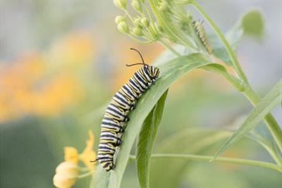 Cover image for research topic "Entomopathogens for Sustainable Food Production"