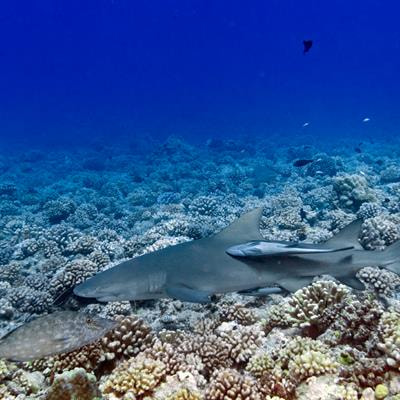 Cover image for research topic "Marine Observations and Society: Pathways to Improve Public Engagement and the Science-Policy Nexus"