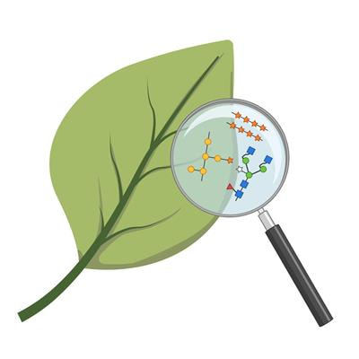 Cover image for research topic "Plant Glycobiology - A Sweet World of Glycans, Glycoproteins, Glycolipids, and Carbohydrate-Binding Proteins"