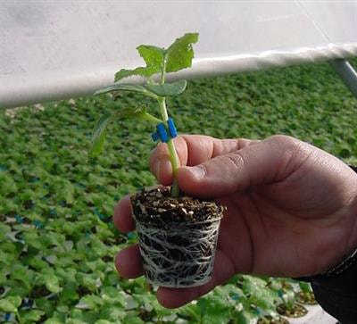 Cover image for research topic "Physiological and Molecular Aspects of Plant Rootstock-Scion Interactions"