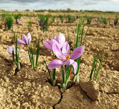 Cover image for research topic "Minor and Underutilized Aromatic and Spice Crops: Genetic, Epigenetic and Metabolic Aspects"